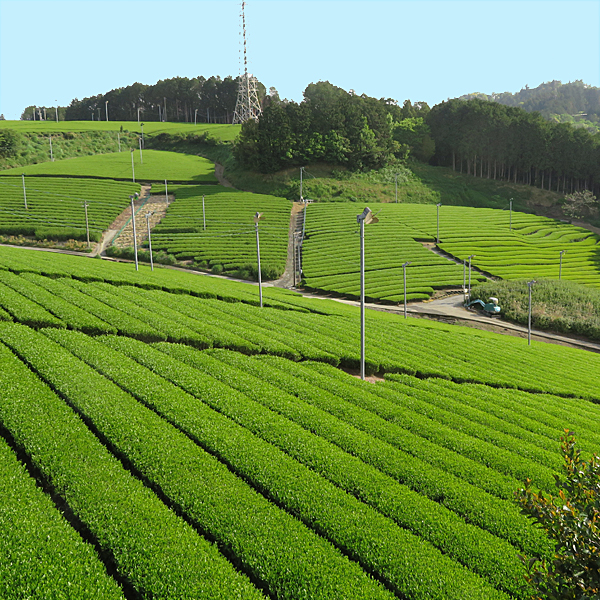 秋摘み茶イメージ畑
