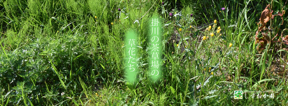 茶草場に咲く草花たちです。