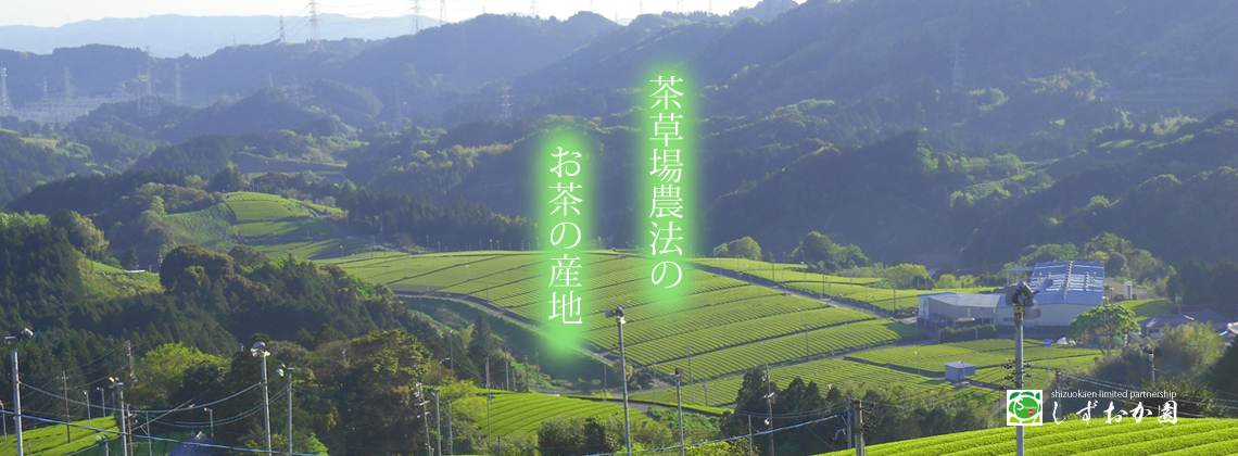 掛川市の東山地区の茶畑。