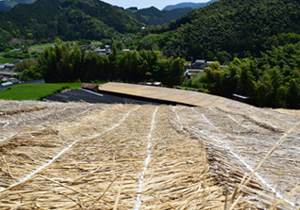 玉露栽培の茶園外観